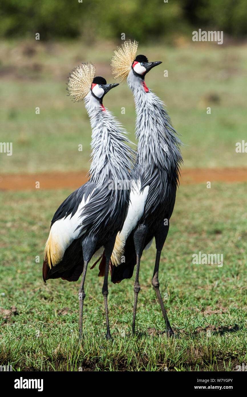 Grue couronnée (Balearica regulorum gibbericeps) paire affichant, Masai Mara, Kenya, septembre. En voie de disparition. Banque D'Images