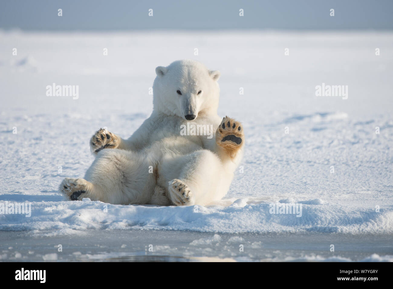 L'ours polaire (Ursus maritimus) jeune ours rouler dans la neige, sur la glace nouvellement formée au cours de l'automne gel, la mer de Beaufort, au large de la côte de l'Arctique, Alaska Banque D'Images