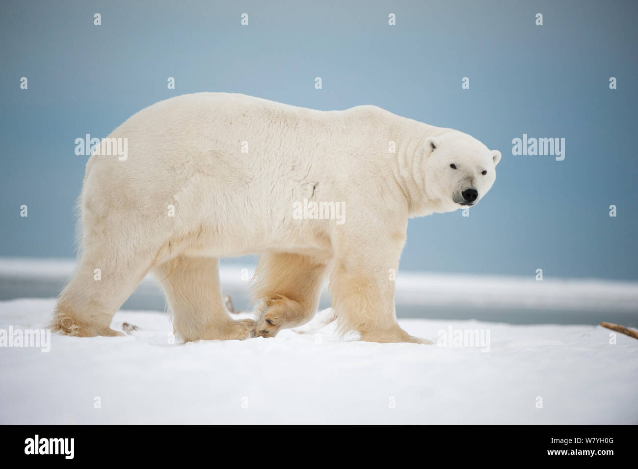 L'ours polaire (Ursus maritimus) adulte balade le long de la côte au cours de l'automne gel, Arctic National Wildlife Refuge, en Alaska Banque D'Images