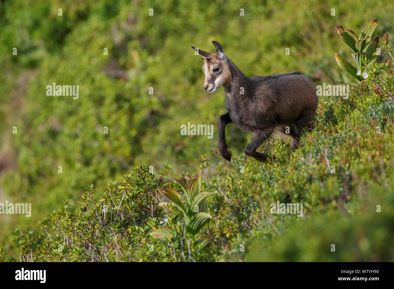 Les jeunes chamois (Rupicapra rupicapra) d'exécution. Alpes bernoises en Suisse. En août. Banque D'Images