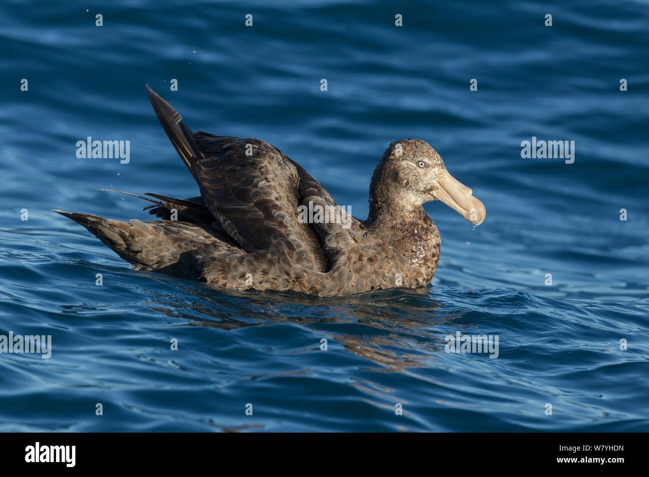 Le sud du pétrel géant (Macronectes giganteus) sur l'océan. Kaikoura, île du Sud, Nouvelle-Zélande. Janvier. Banque D'Images