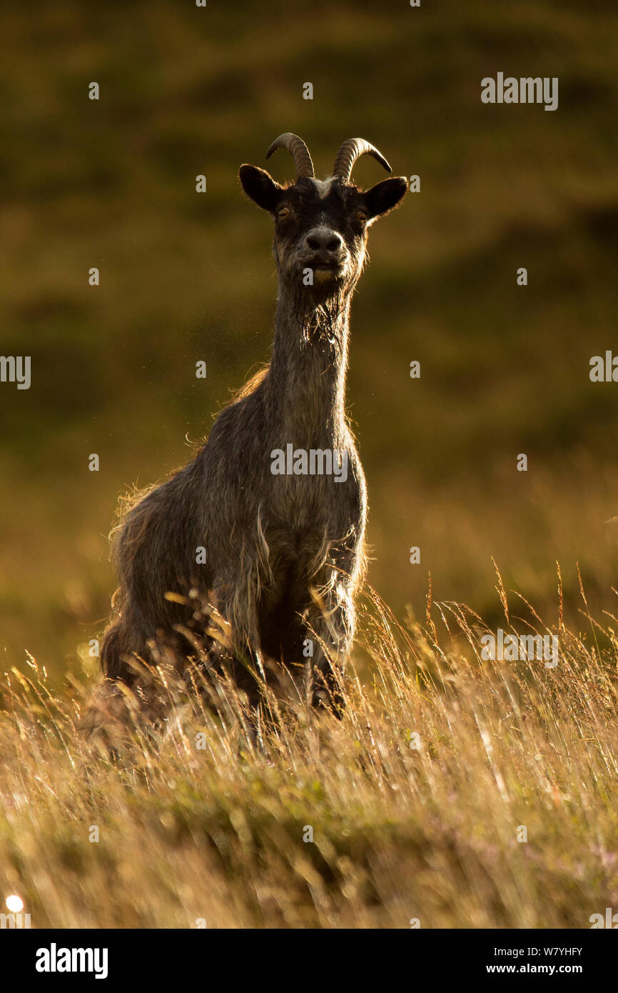 Chèvre sauvage (Capra aegagrus) sur colline, Écosse, Royaume-Uni, août. Banque D'Images