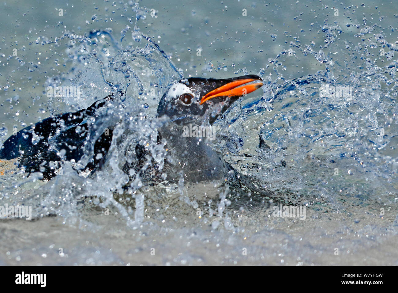 Gentoo pingouin (Pygoscelis papua) surf sur la plage, l'île de la carcasse, îles Falkland. Banque D'Images