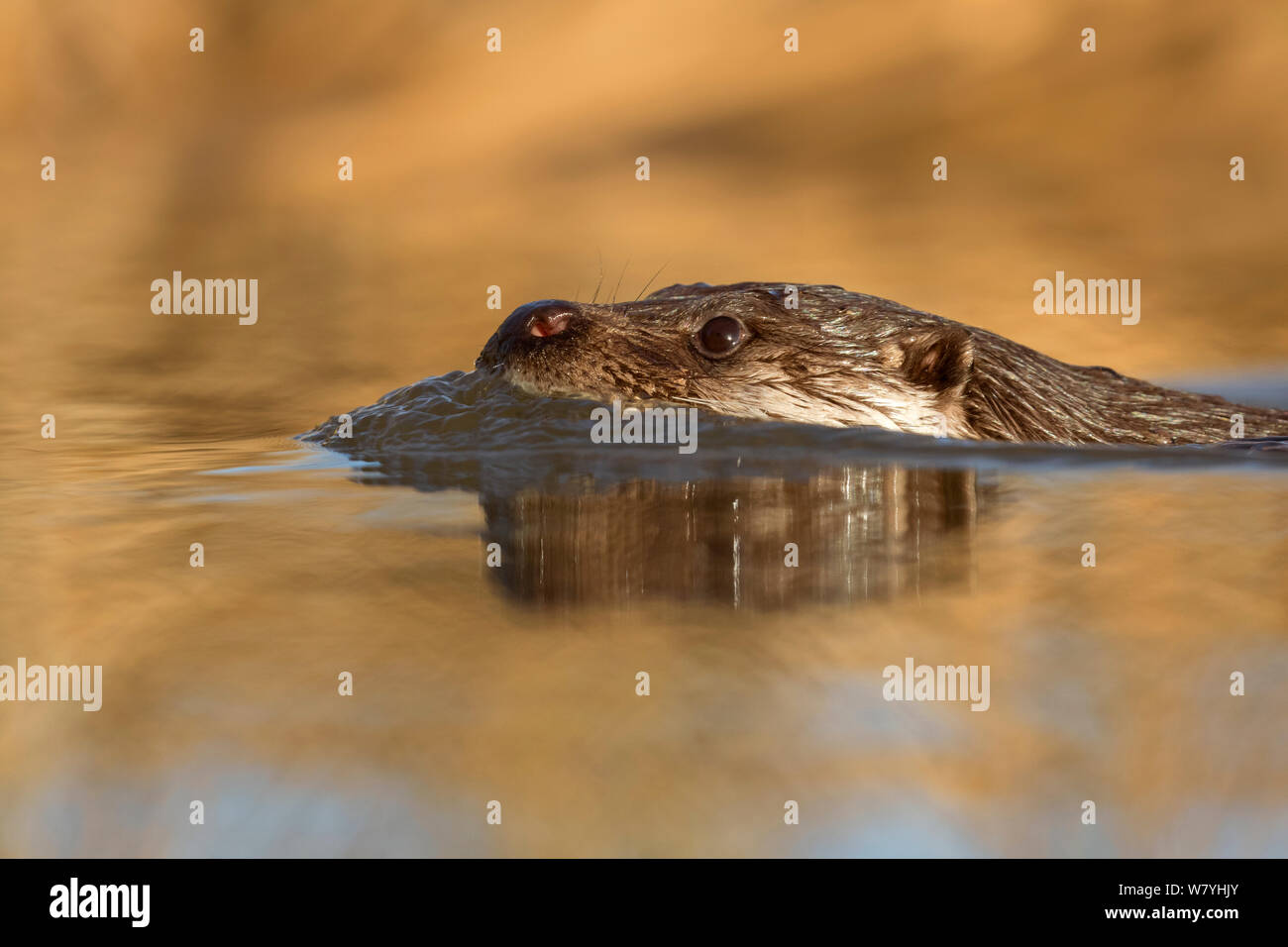 Loutre d'Europe (Lutra lutra) Nager dans le lac, au Royaume-Uni. Décembre.en captivité. Banque D'Images