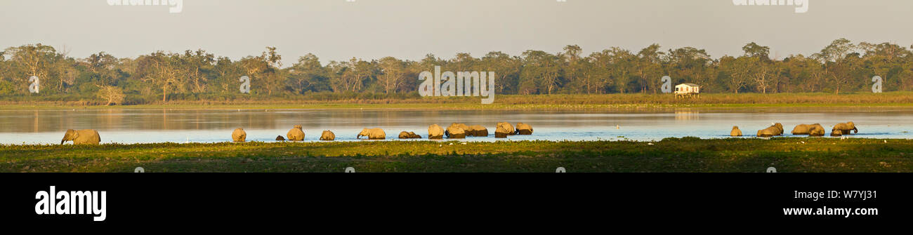 Éléphant d'Asie (Elephas maximus) troupeau dans le parc national de Kaziranga, le lac, de l'Assam, Inde, décembre Banque D'Images