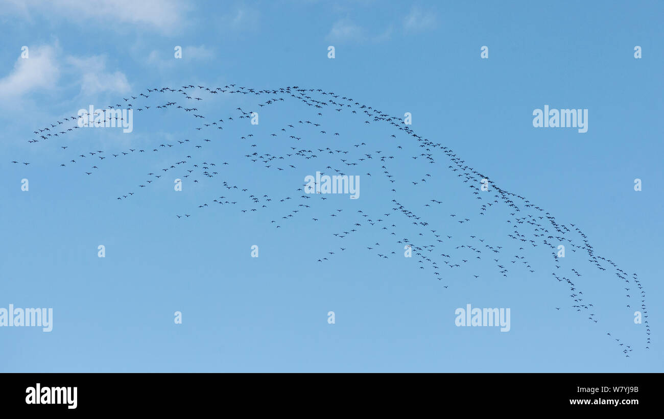 L'Oie rieuse (Anser albifrons) troupeau en vol, Lappeenranta, Etela-Karjala / Carélie du Sud, Finlande, septembre. Banque D'Images