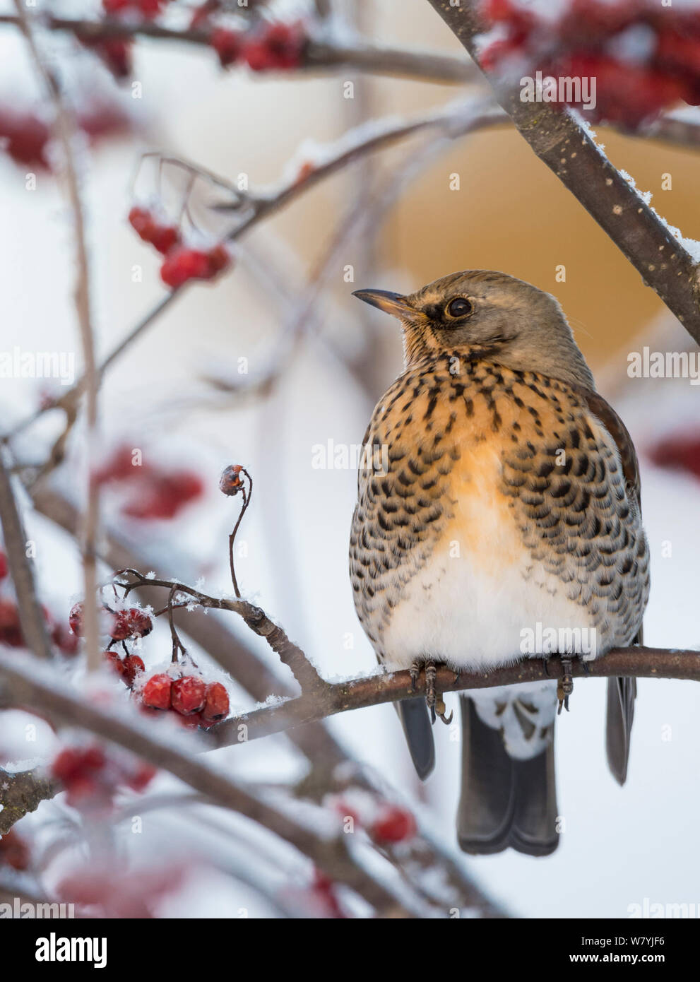 F) Fieldfare (Turdus dans Rowan (Sorbus aucuparia) arbre, Jyvaskyla, Keski-Finland / Centre de la Finlande, Finlande, décembre. Banque D'Images