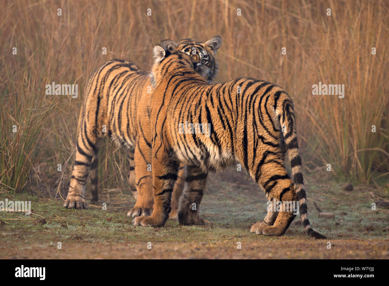 Tigre du Bengale (Panthera tigris tigris) 11 mois d'Oursons jouant, Ranthambhore National Park, Inde. Banque D'Images