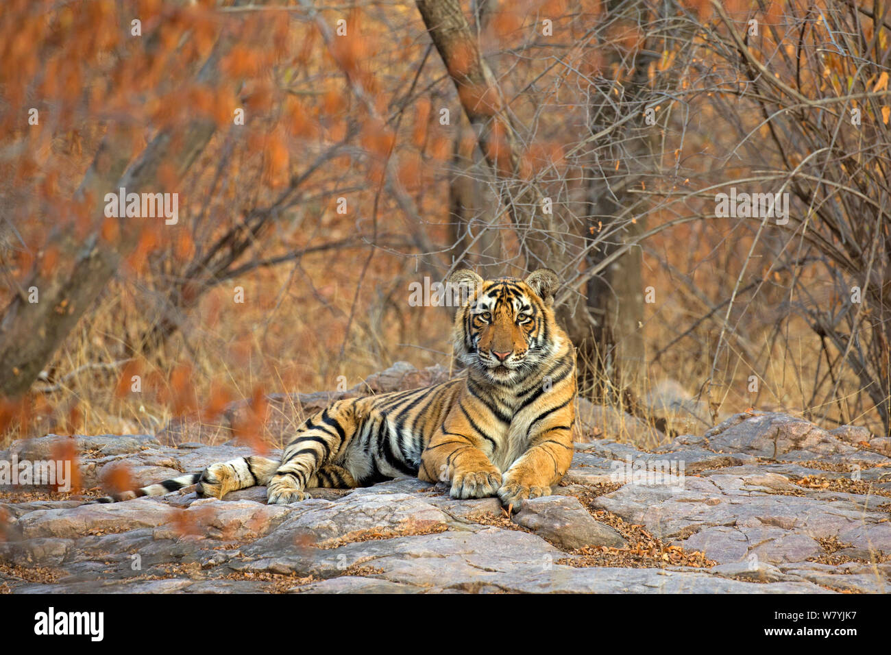 Tigre du Bengale (Panthera tigris tigris) 11 mois cub en hiver forêt, Ranthambhore National Park, Inde. Banque D'Images