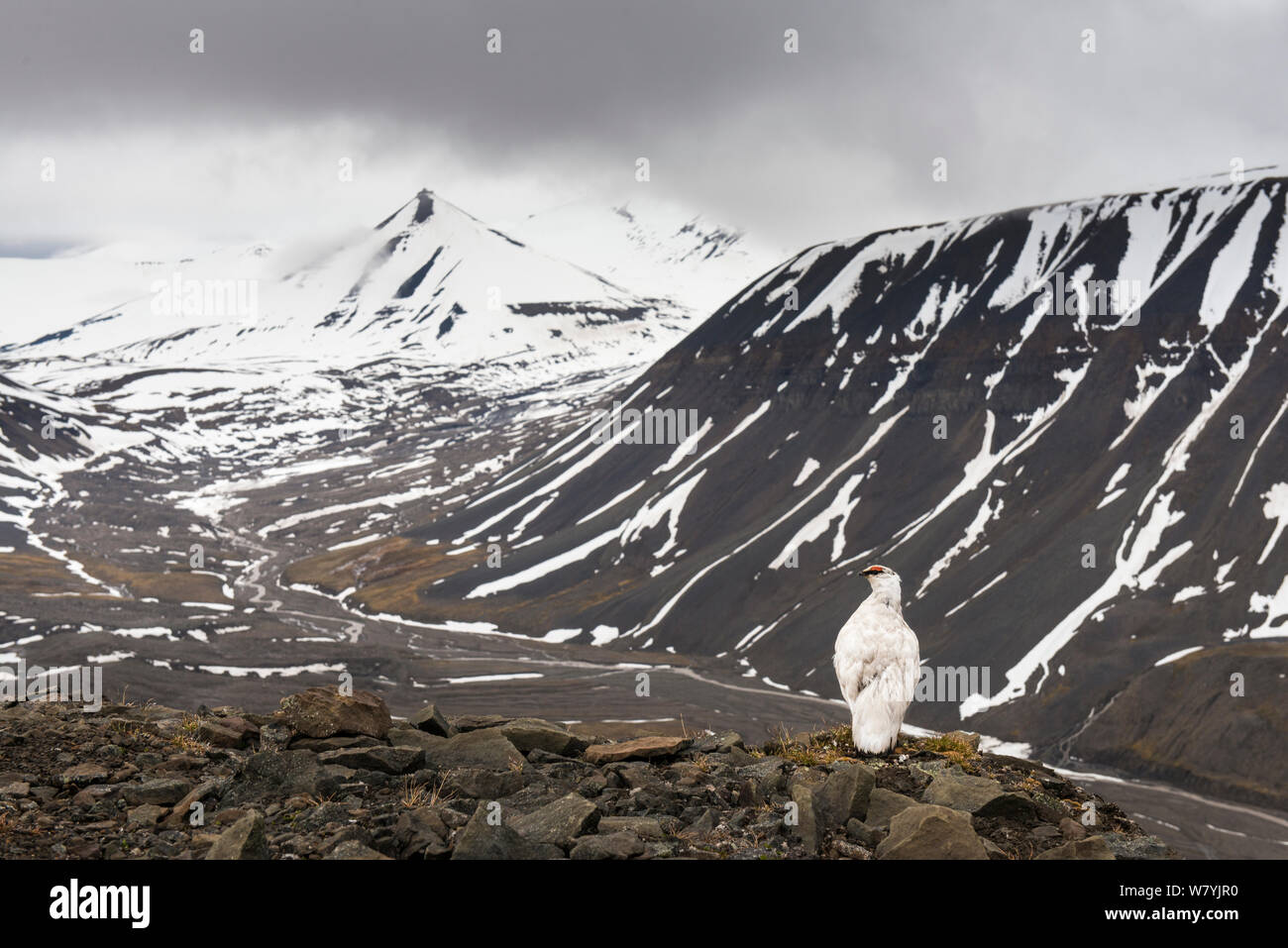 Svalbard ptarmigan (Lagopus muta hyperborea) encore en plumage d'hiver au début de juillet, à l'extérieur de Longyearbyen, Svalbard, Norvège. Banque D'Images