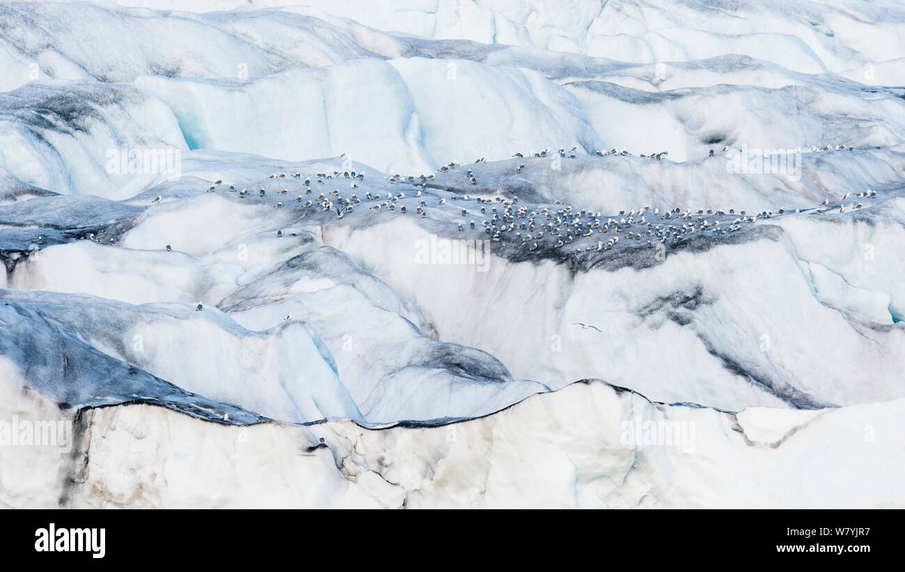 La mouette tridactyle (Rissa tridactyla) rassemblement au-dessus de Monaco glacier, Spitsbergen, Svalbard, Norvège, juillet. Banque D'Images