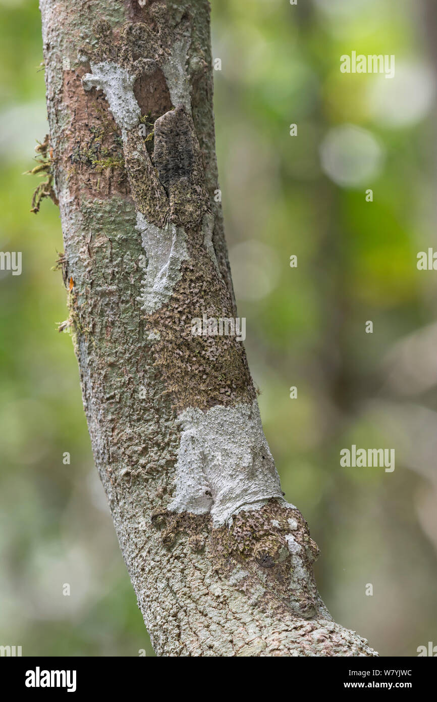 Gecko à queue de feuille moussus (Uroplatus sikorae) Direction générale, camouflée sur le parc national Parc Mantadia- Andasibe, Madagascar. Banque D'Images