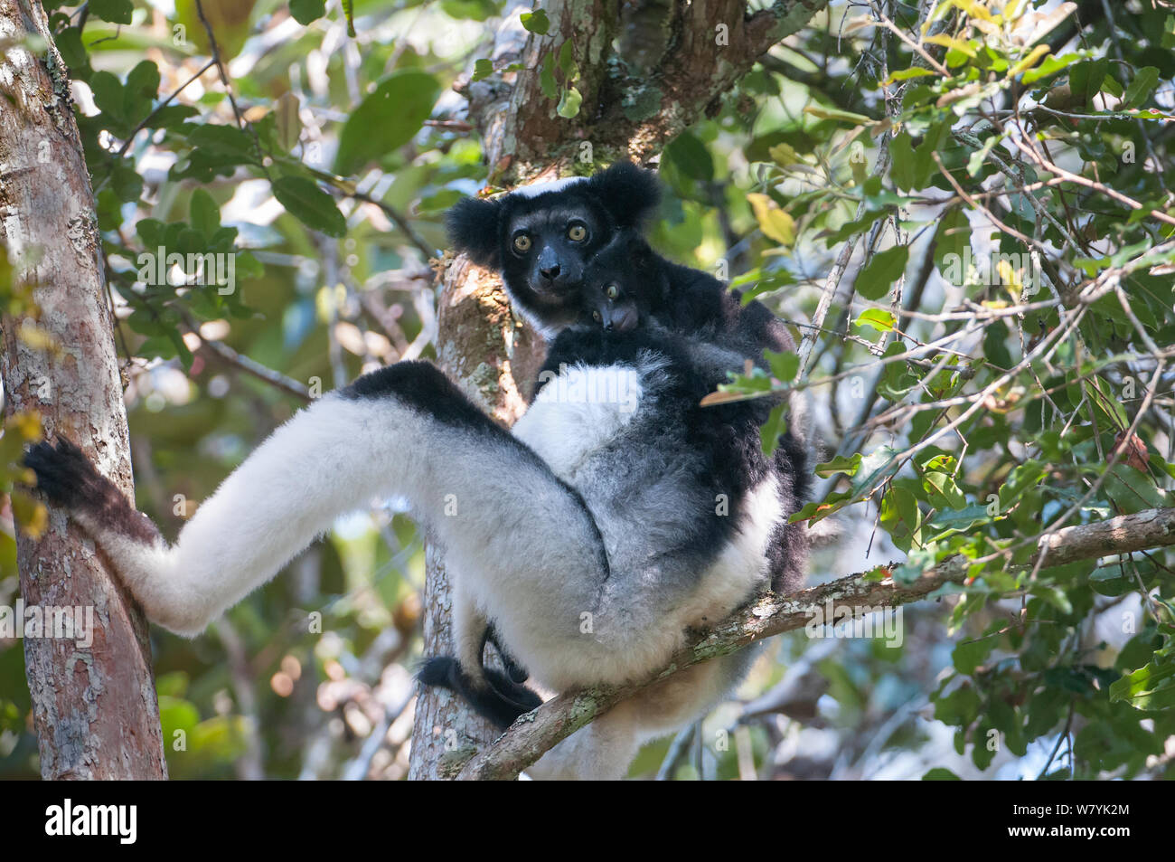 L'Indri (Indri Indri) reposant dans l'arbre, parc national Parc Mantadia- Andasibe, Madagascar. Banque D'Images