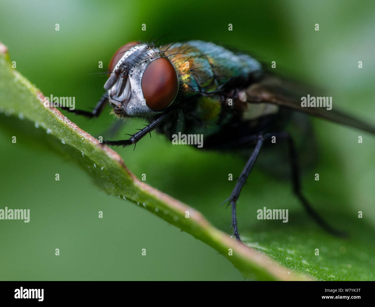 Bouteille verte frontal fly close-up, insecte sur une feuille verte d'un jardin Banque D'Images