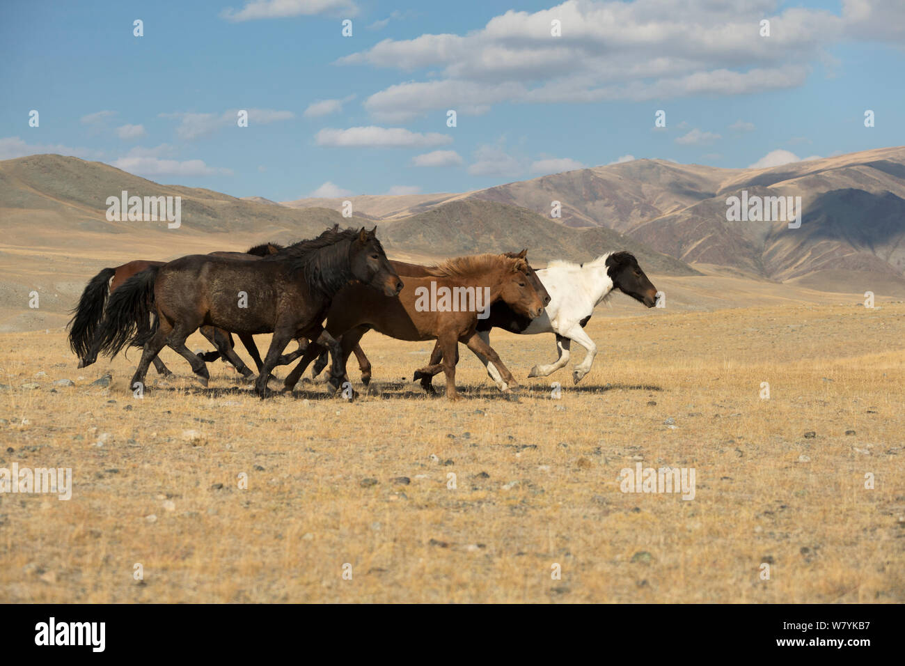 Bande de chevaux sauvages des plaines Mongoles d'exécution sur au pied d'Dungurukh Uul Mountain, près de la frontière avec la Chine et le Kazakhstan, la Mongolie, aymag Bayan-Olgiy. Septembre. Banque D'Images