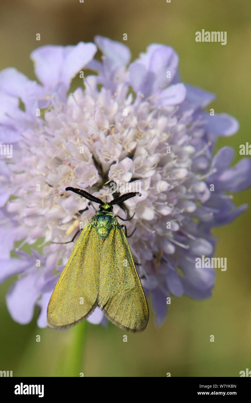 Forestier vert Adscita statices (nectar) sur une fleur Scabious (Scabiosa sp.) dans une prairie alpine, parc national de Durmitor, Monténégro, juillet. Banque D'Images