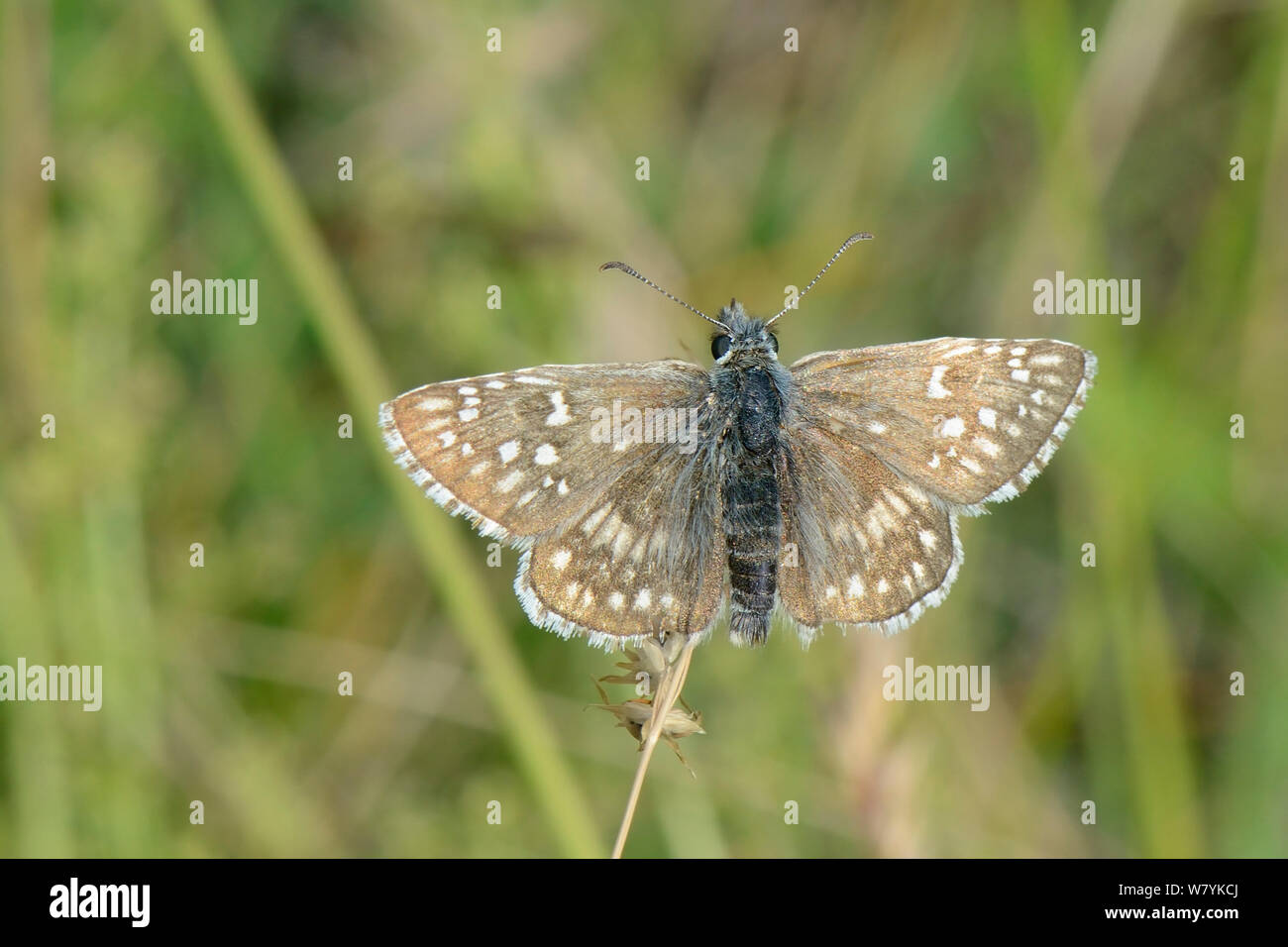 Le carthame (Pyrgus carthami hespérie butterfly) soleil dans une prairie alpine, parc national de Durmitor, Monténégro, juillet. Banque D'Images