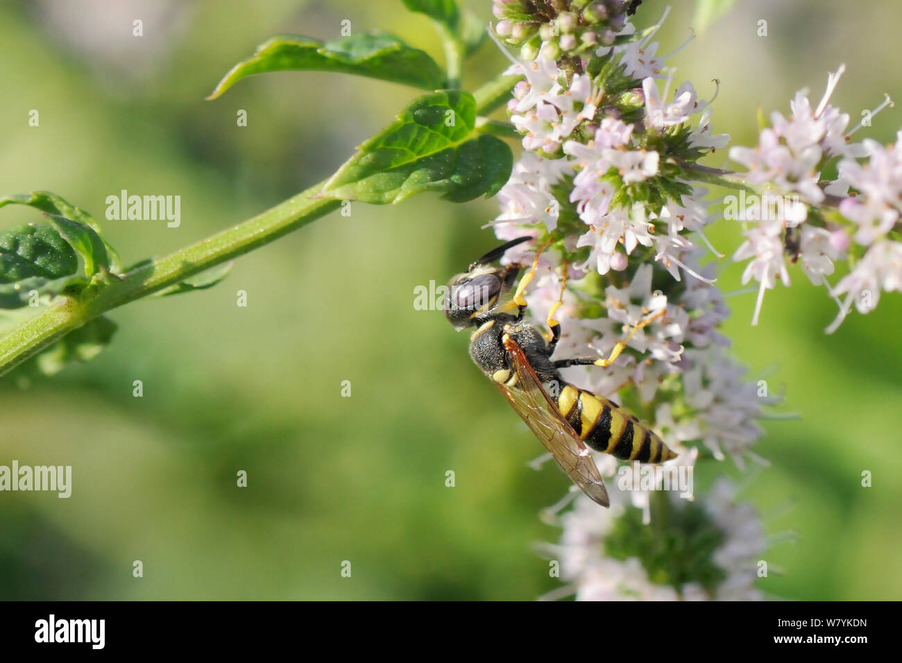 Guêpier d'Europe (Philanthus triangulum) loup se nourrissant de fleurs de menthe (Mentha spicata), Kilada, en Grèce, en août. Banque D'Images