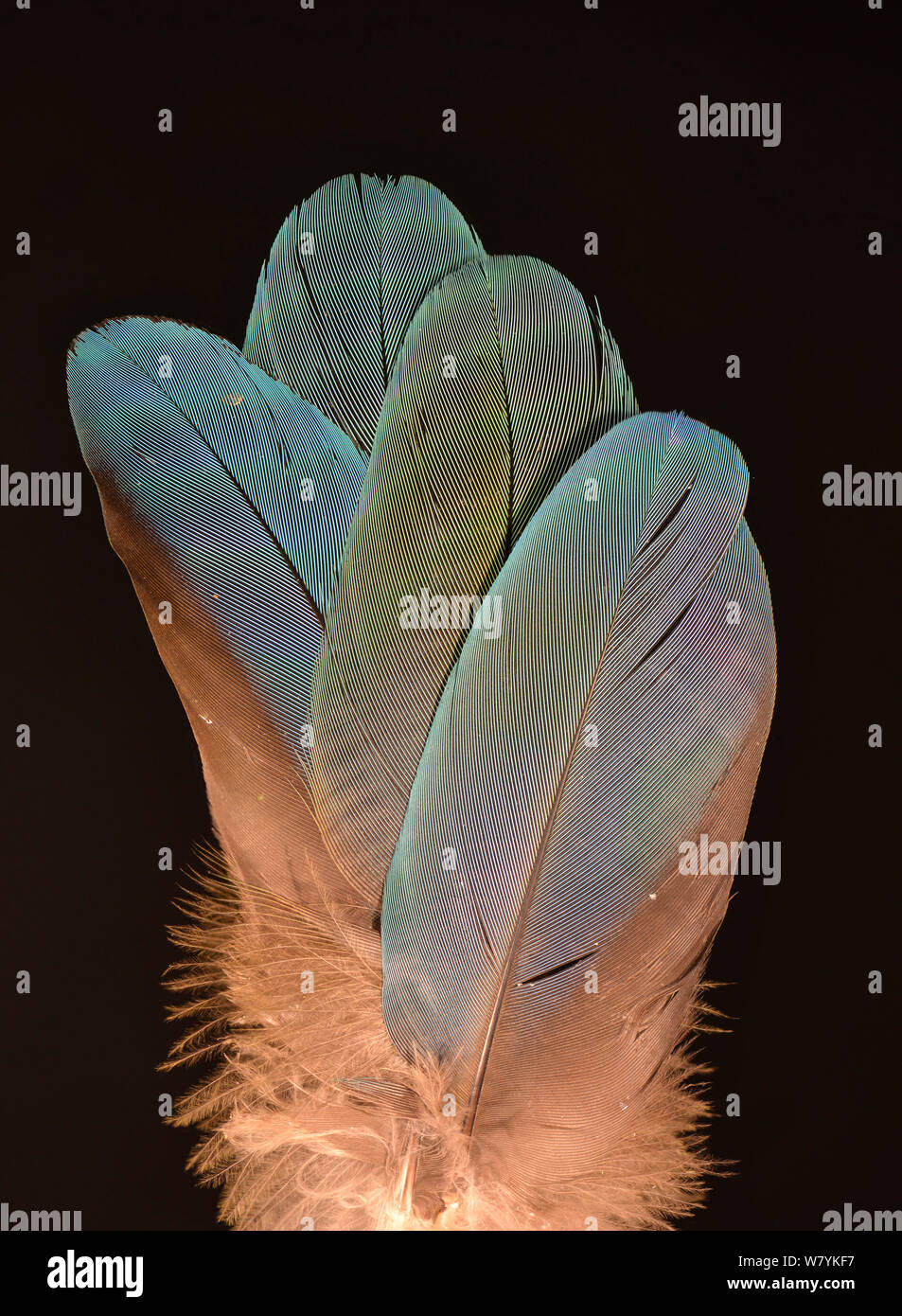 Les plumes d'un ara Catalina (bleu et jaune x ara ara rouge hybride) Banque D'Images