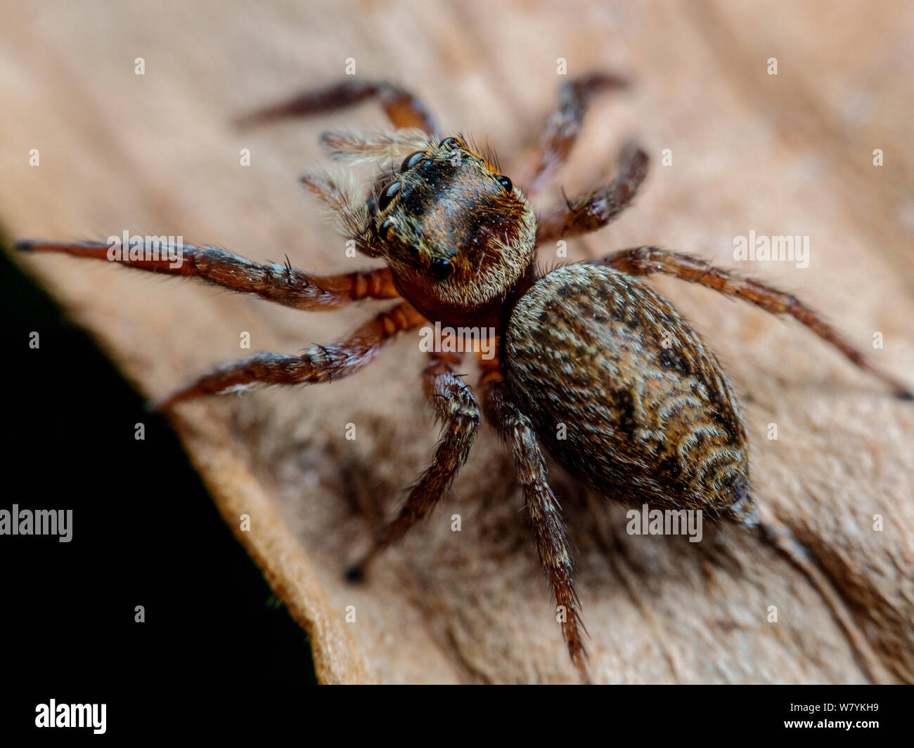 Macro d'une araignée sauteuse adansoni Hasarius Banque D'Images