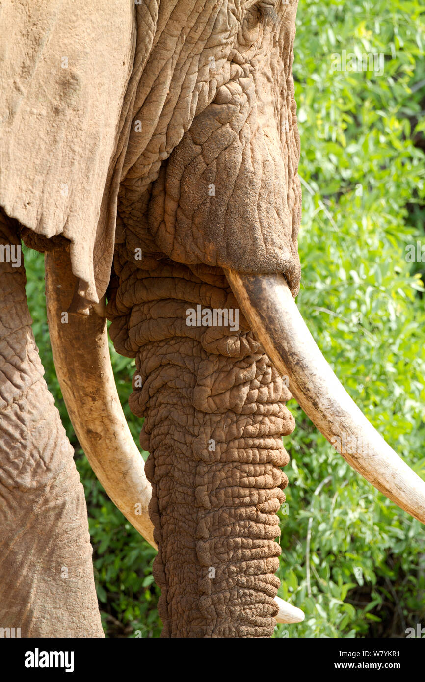 L'éléphant africain (Loxodonta africana) défenses mâle, Réserve nationale de Samburu, Kenya. Banque D'Images