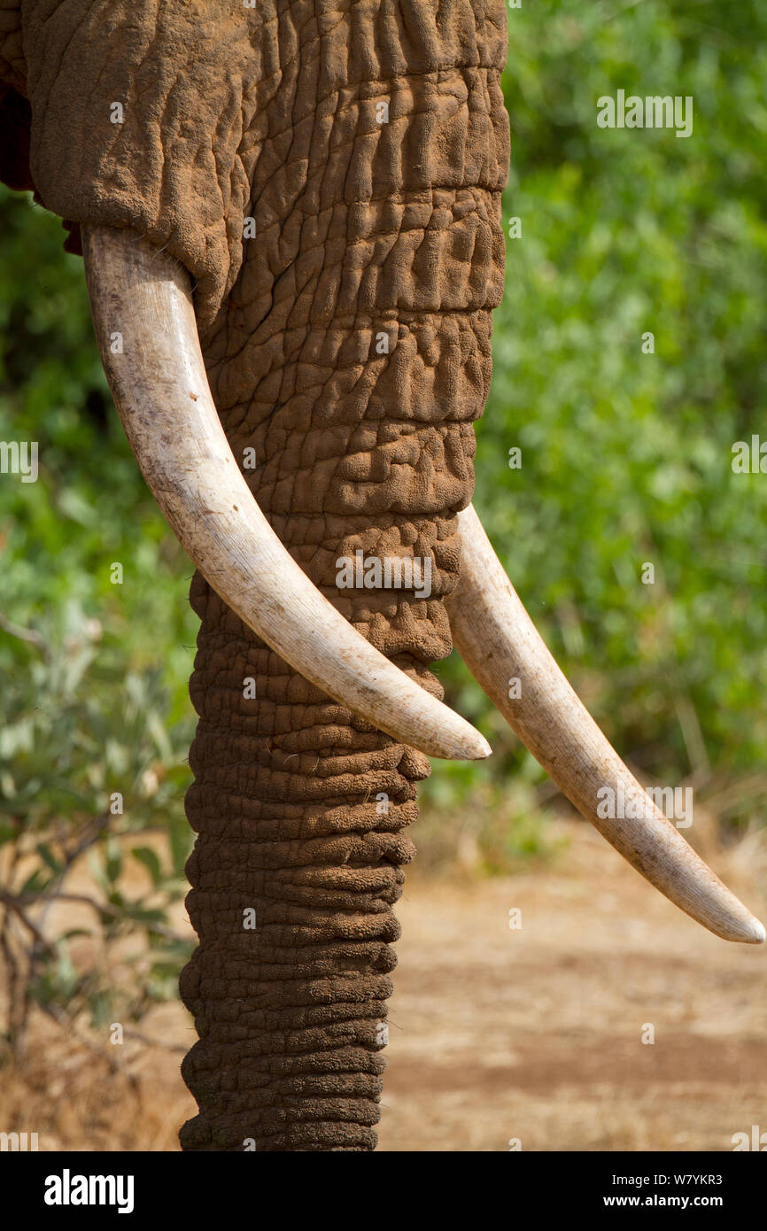 L'éléphant africain (Loxodonta africana) défenses mâle, Réserve nationale de Samburu, Kenya. Banque D'Images