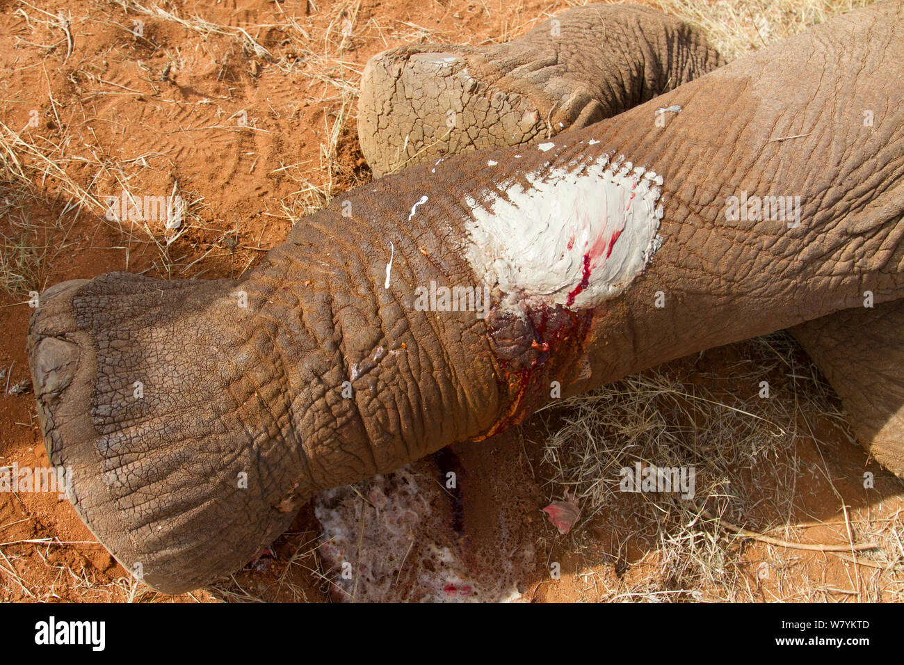 Appliqué à la vinaigrette balle sur la jambe de l'éléphant africain (Loxodonta africana) appliqué par le Dr Rono Bernard, Kenya Wildlife Service vétérinaire. La Réserve nationale de Samburu, Kenya. Prises avec la coopération du Kenya Wildlife Service et sauver les éléphants Banque D'Images