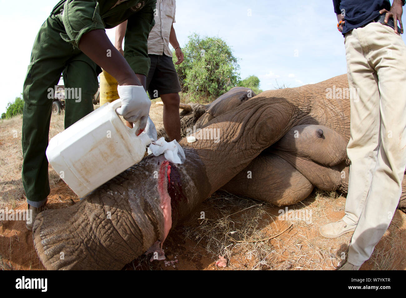 Dr Bernard Rono, Kenya Wildlife Service vétérinaire, et de Sauver les éléphants, l'équipe en prenant soin d'une blessure par balle de l'éléphant africain (Loxodonta africana) de la famille de la rivière Porcupine. La Réserve nationale de Samburu, Kenya. Parution du modèle. Prises avec la coopération du Kenya Wildlife Service et sauver les éléphants Banque D'Images