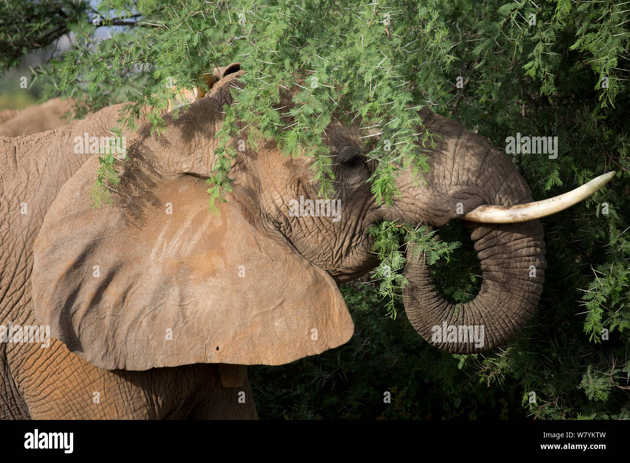 Sauver les éléphants d'Afrique à collier elephant (Loxodonta africana) Réserve nationale de Samburu, Kenya. Banque D'Images