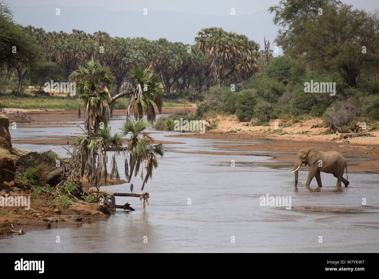 Bull elephant (Loxodonta africana) traversant le fleuve Ewaso Ngiro, Réserve nationale de Samburu, Kenya. Banque D'Images