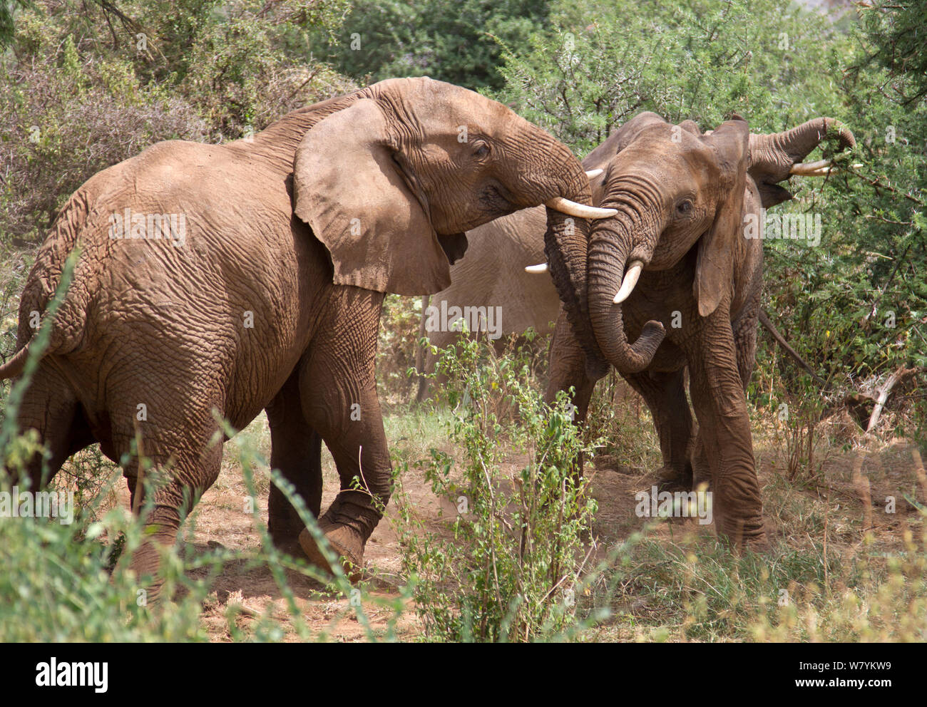 Young African elephant (Loxodonta africana) taureaux, jouer des combats, Réserve nationale de Samburu, Kenya. Banque D'Images