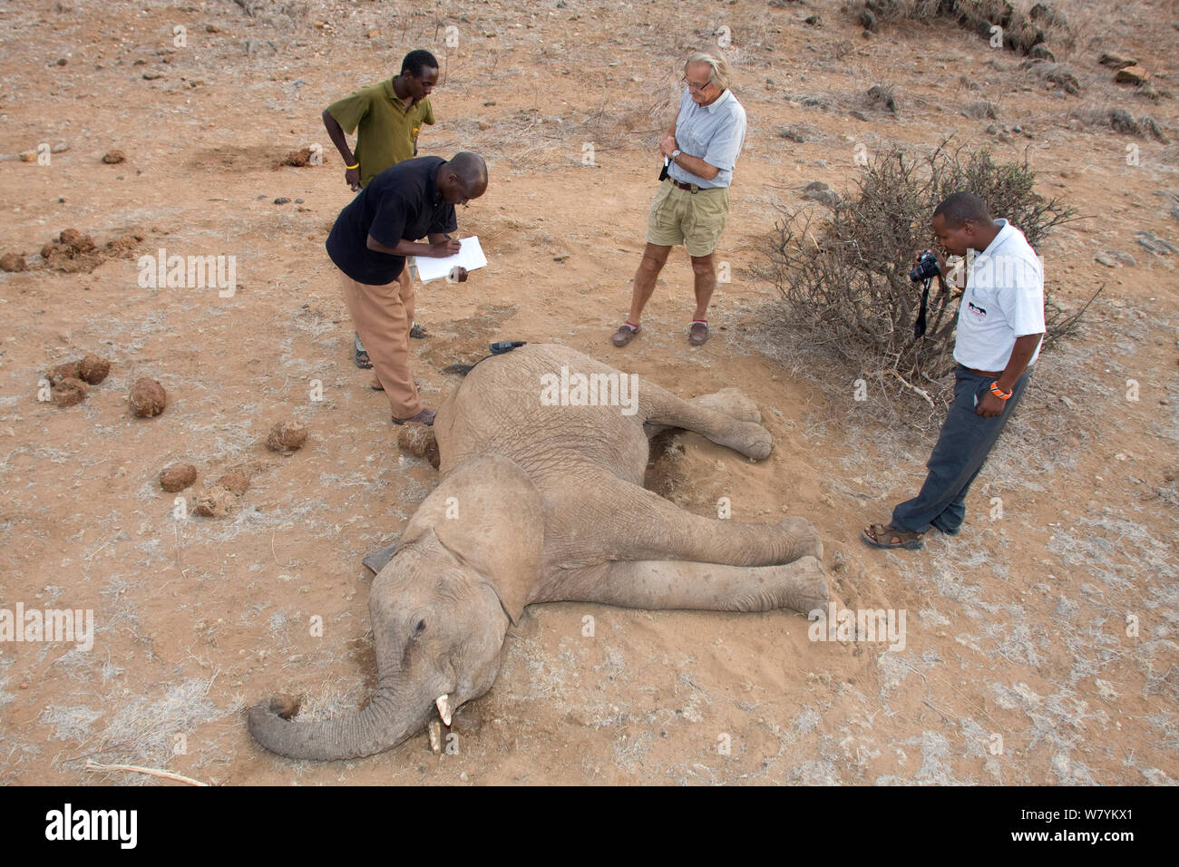 Iain Douglas-Hamilton et sauver les éléphants les membres de l'équipe d'effectuer une analyse sur l'éléphant d'poché (Loxodonta africana), Kenya. Parution du modèle. Banque D'Images