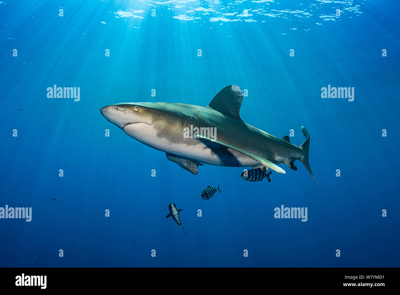 Requin océanique (Carcharhinus longimanus) par pilotfish