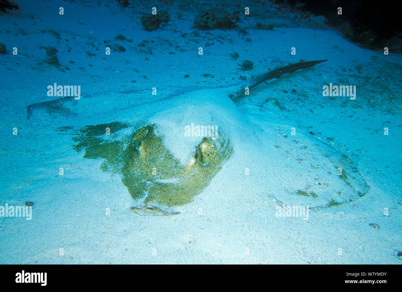 Cowtail stingray (Pastinachus sephen) demi-enterré dans le sable, Maldives, océan Indien. Banque D'Images