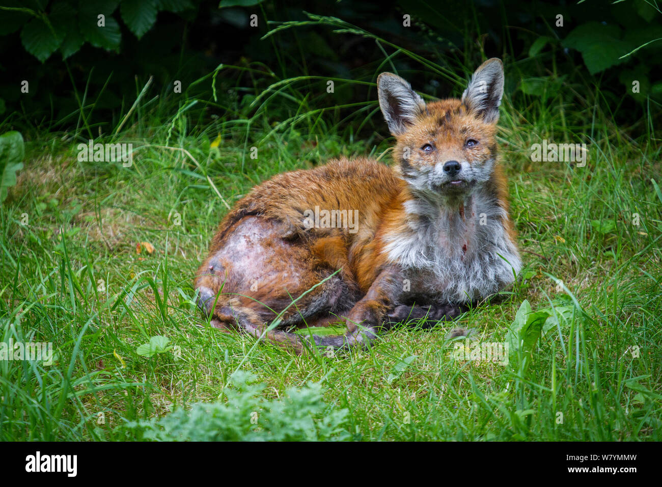 Le renard roux (Vulpes vulpes) avec Gale, jardin, Bristol, Royaume-Uni, juin. Banque D'Images