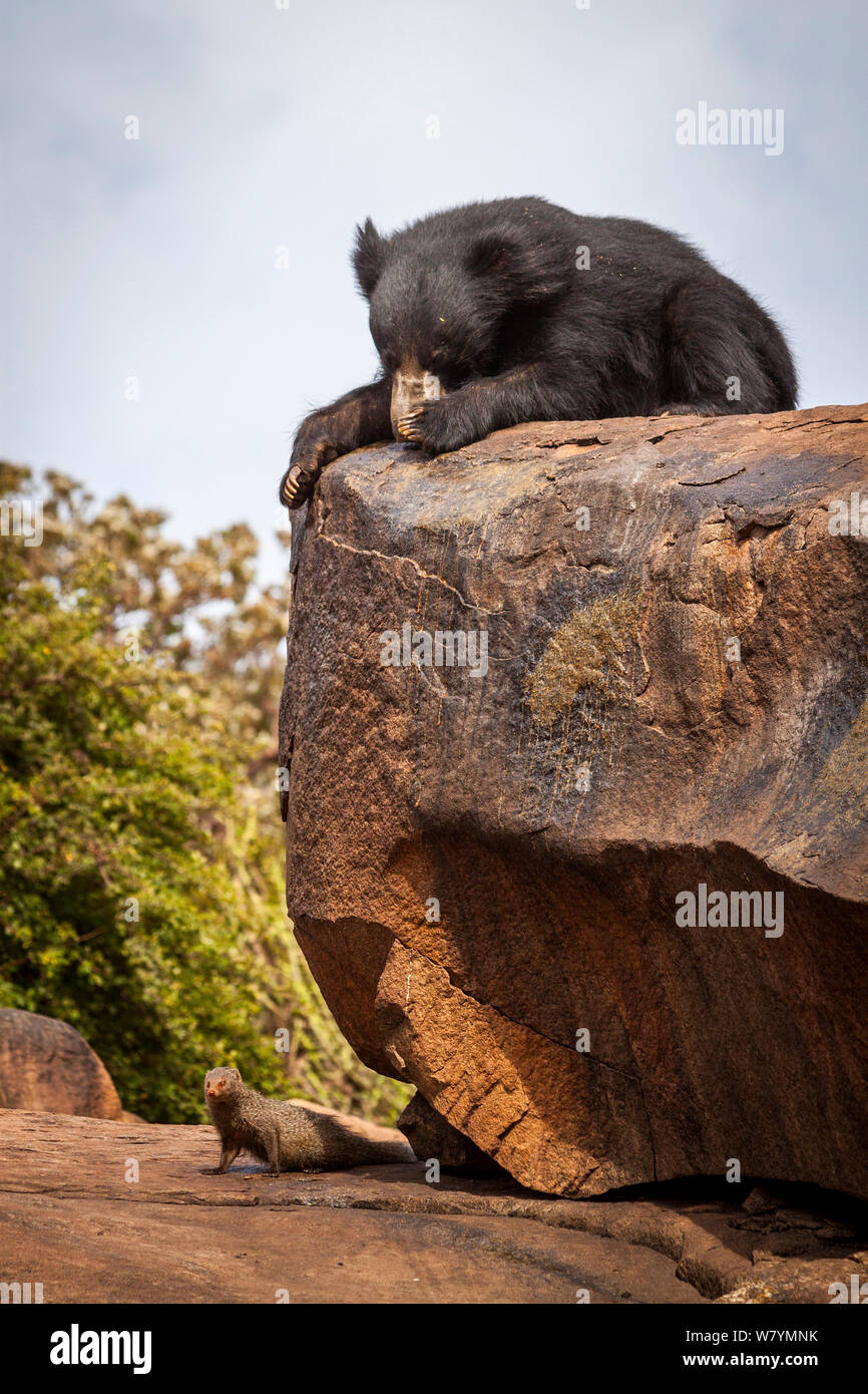 Ours (Melursus ursinus) sur les roches, Daroji Bear Sanctuary, Karnataka, Inde, juillet. Banque D'Images