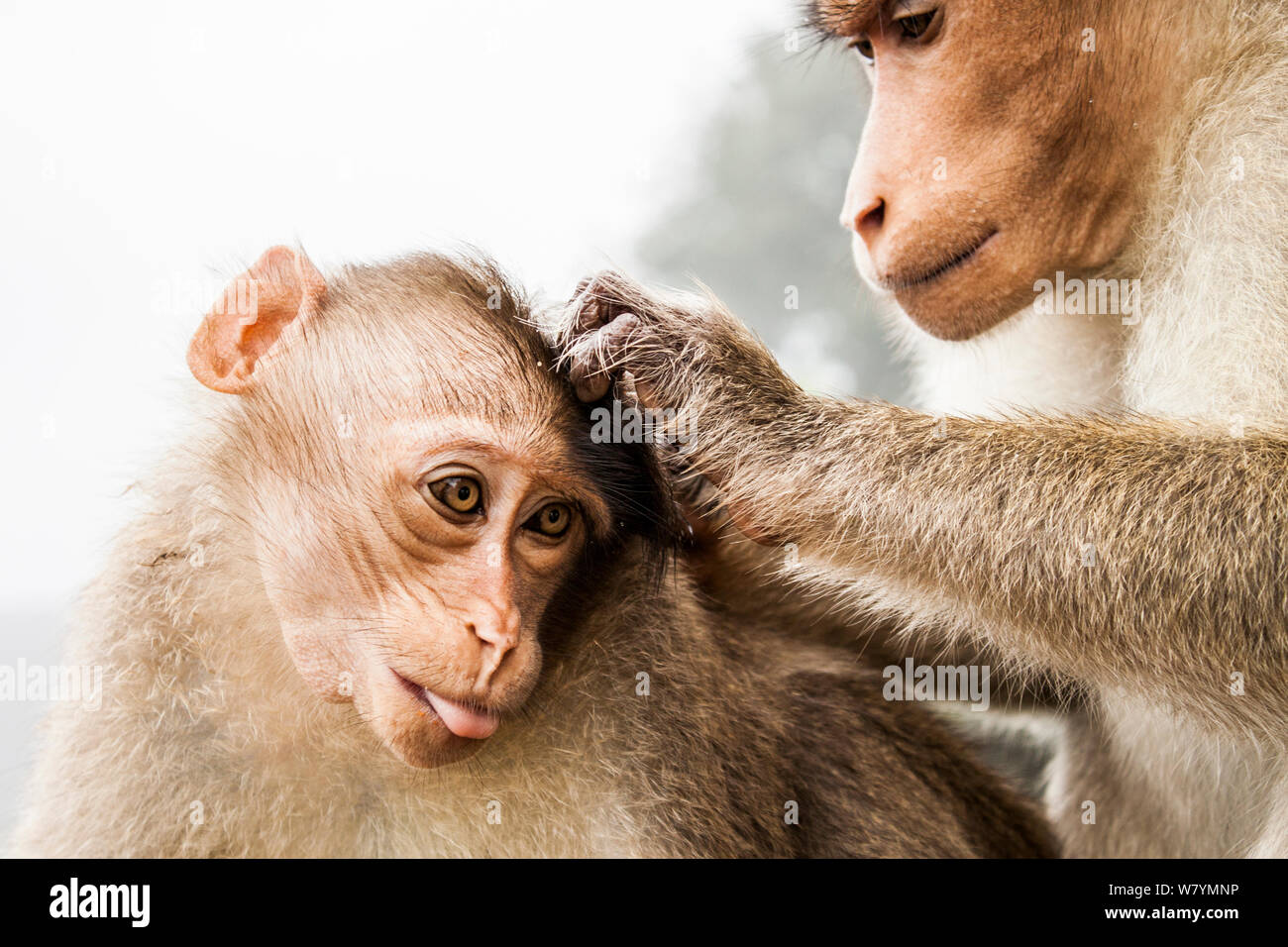 Bonnet macaque (Macaca radiata) mâle femelle toilettage, Vaparai, Tamil Nadu, Inde, juillet. Banque D'Images