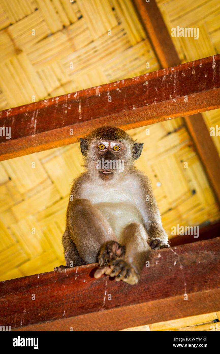 Manger du crabe / macaque à longue queue (Macaca fascicularis) dans la maison de chevrons de toit, Bukit Luwang, Nord de Sumatra, en Indonésie, en juillet. Banque D'Images
