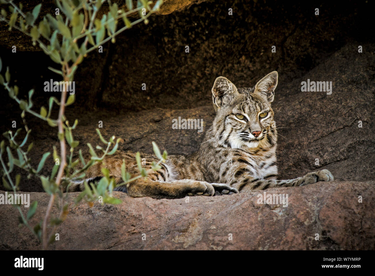 Lynx roux (Lynx rufus) reposant dans la grotte, Arizona, USA, août. Prisonnier Banque D'Images