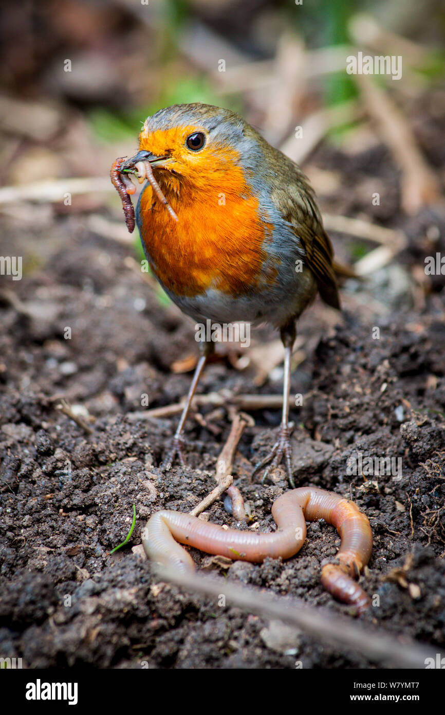 European robin (Erithacus rubecula aux abords) avec des vers de terre, UK, avril. Banque D'Images