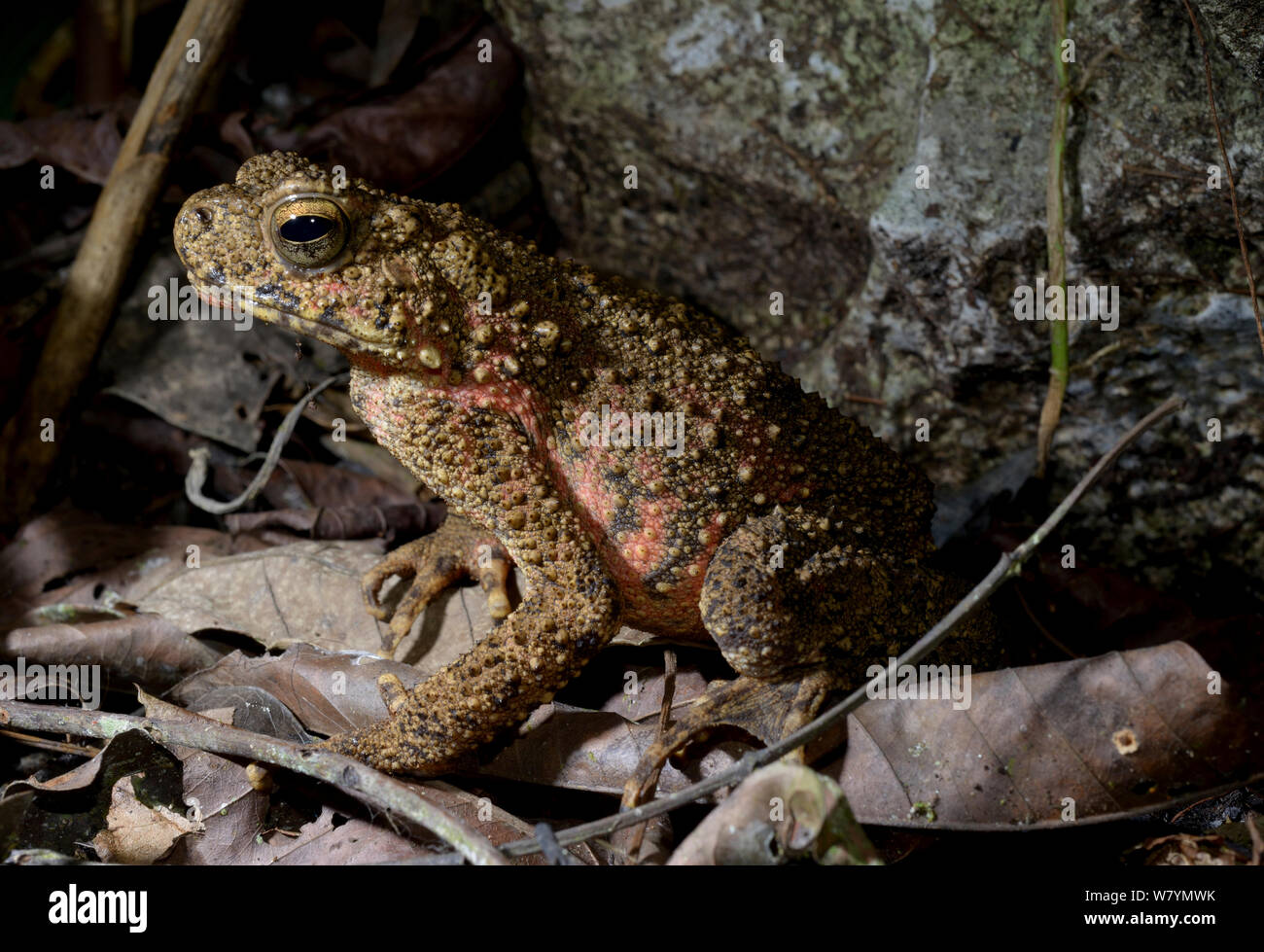 Crapaud géant asiatique / river toad (Phrynoidis asper) dans la grotte, Taman Negara, Malaisie, Mars. Banque D'Images