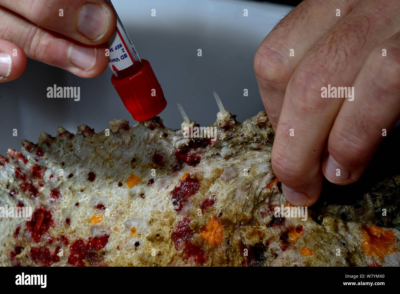 Le poisson-pierre (Synanceia verrucosa) venom la traite. Banque D'Images