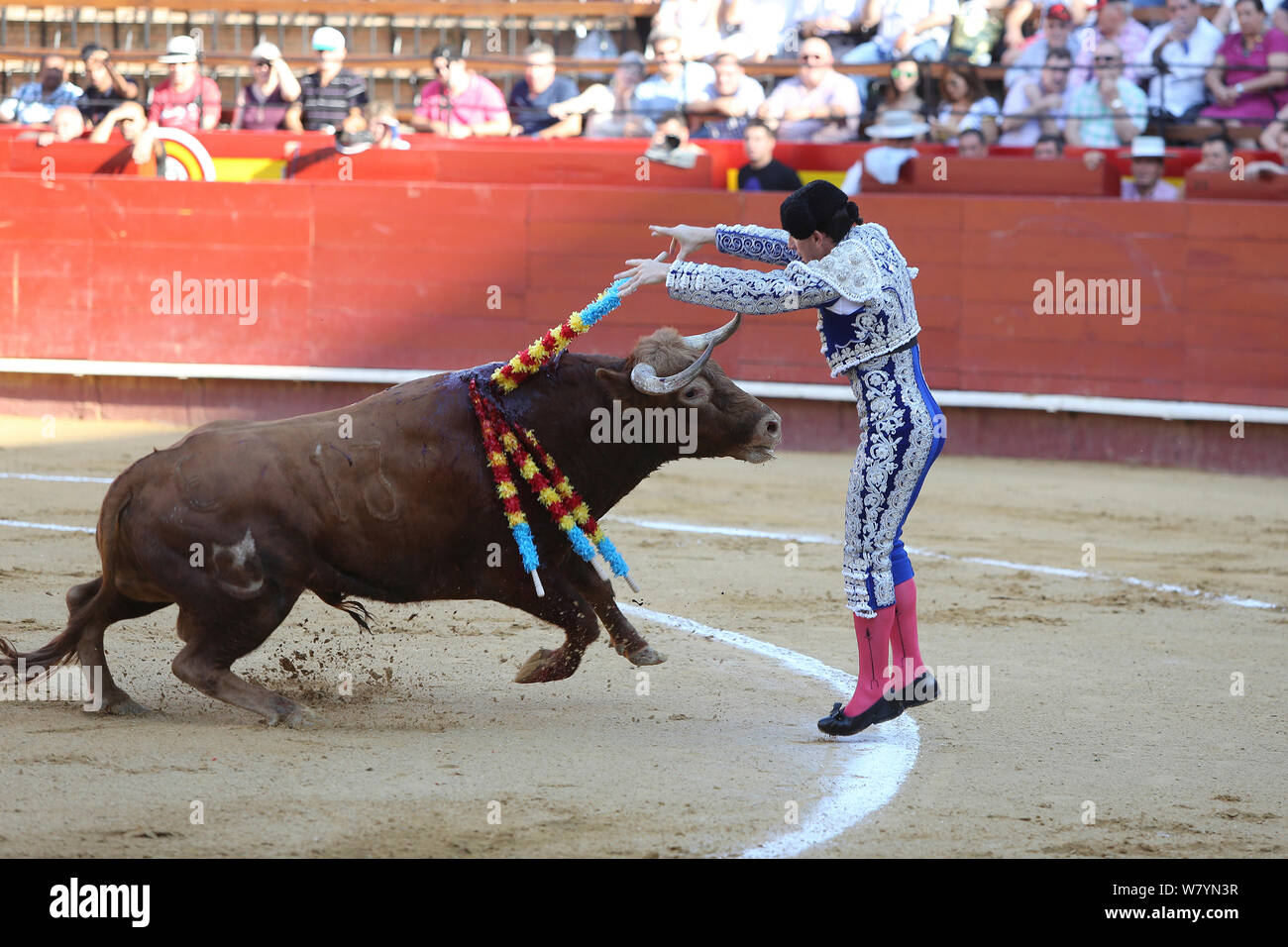 Banderillero spearing bull par des barbelés (bâtons) banderilles au cours de corrida, Plaza de Toros, Valence, Espagne. Juillet 2014. Banque D'Images