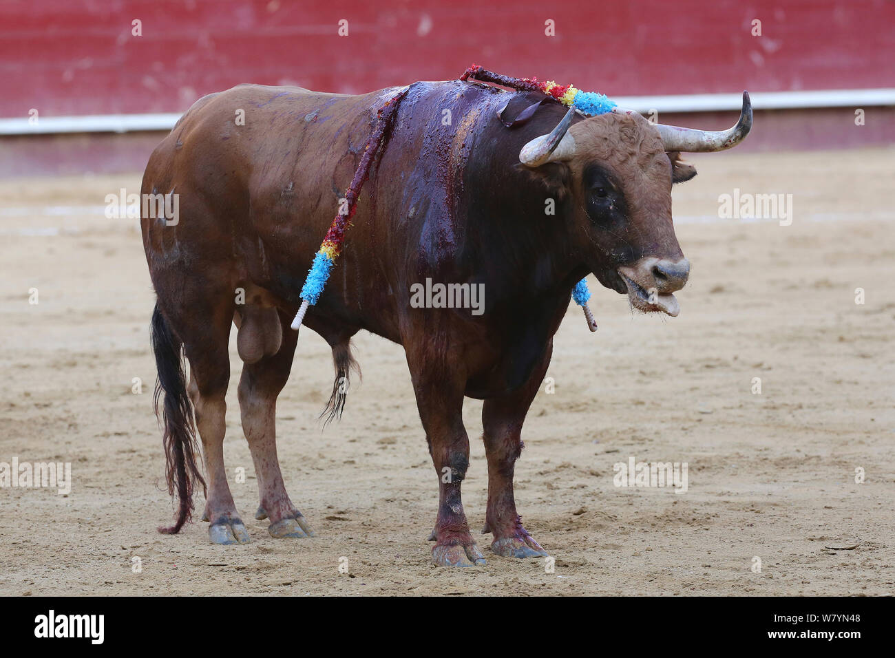 La tauromachie, bull avec ardillon / banderilles, épaule intégré de Tercio de Banderilles ronde de la corrida. Plaza de Toros, Valence, Espagne. Juillet 2014. Banque D'Images