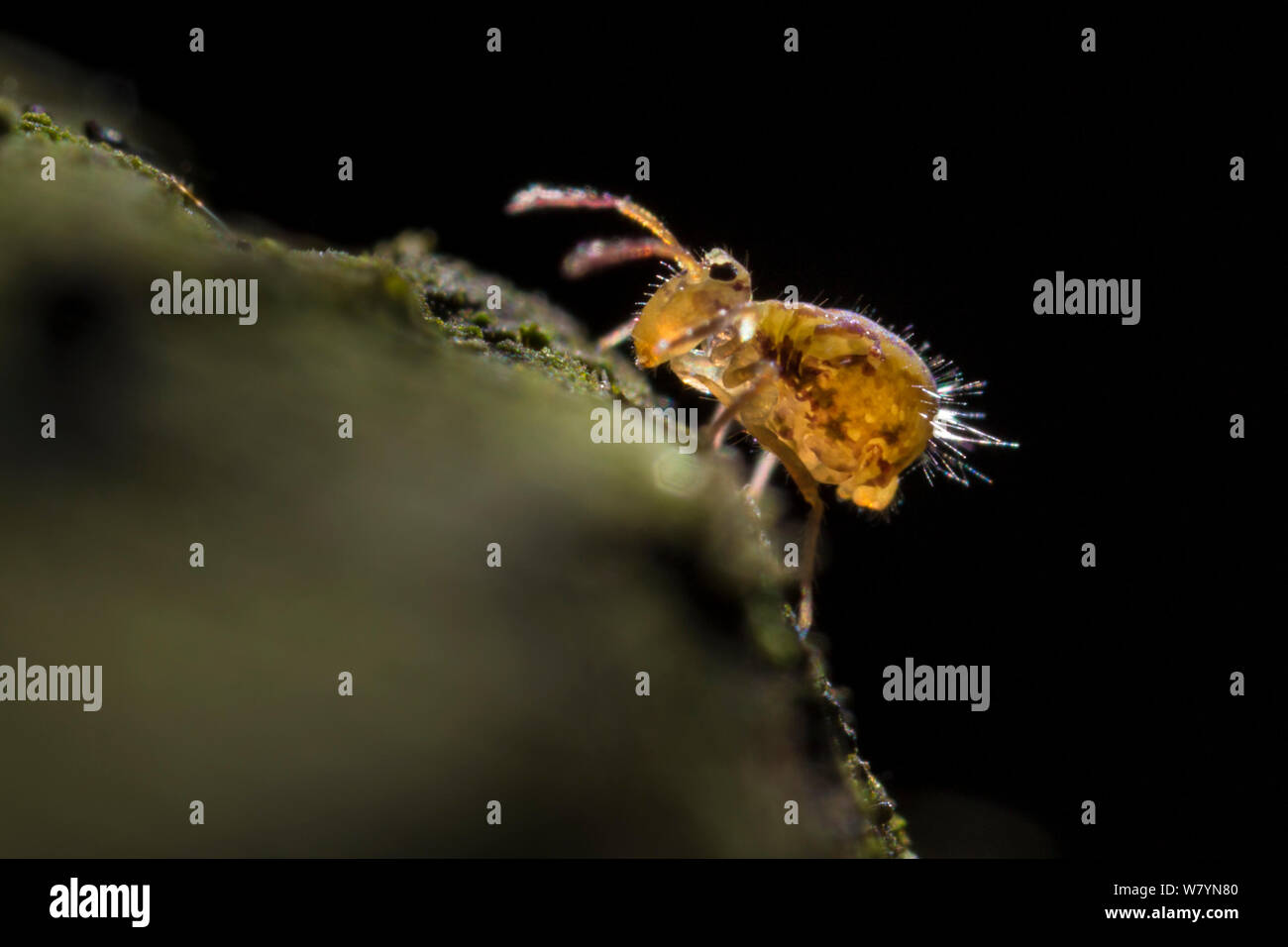 Springtail globulaire (Dicyrtomina saundersi) sur du bois en décomposition. Le Derbyshire, Royaume-Uni. Novembre. Banque D'Images