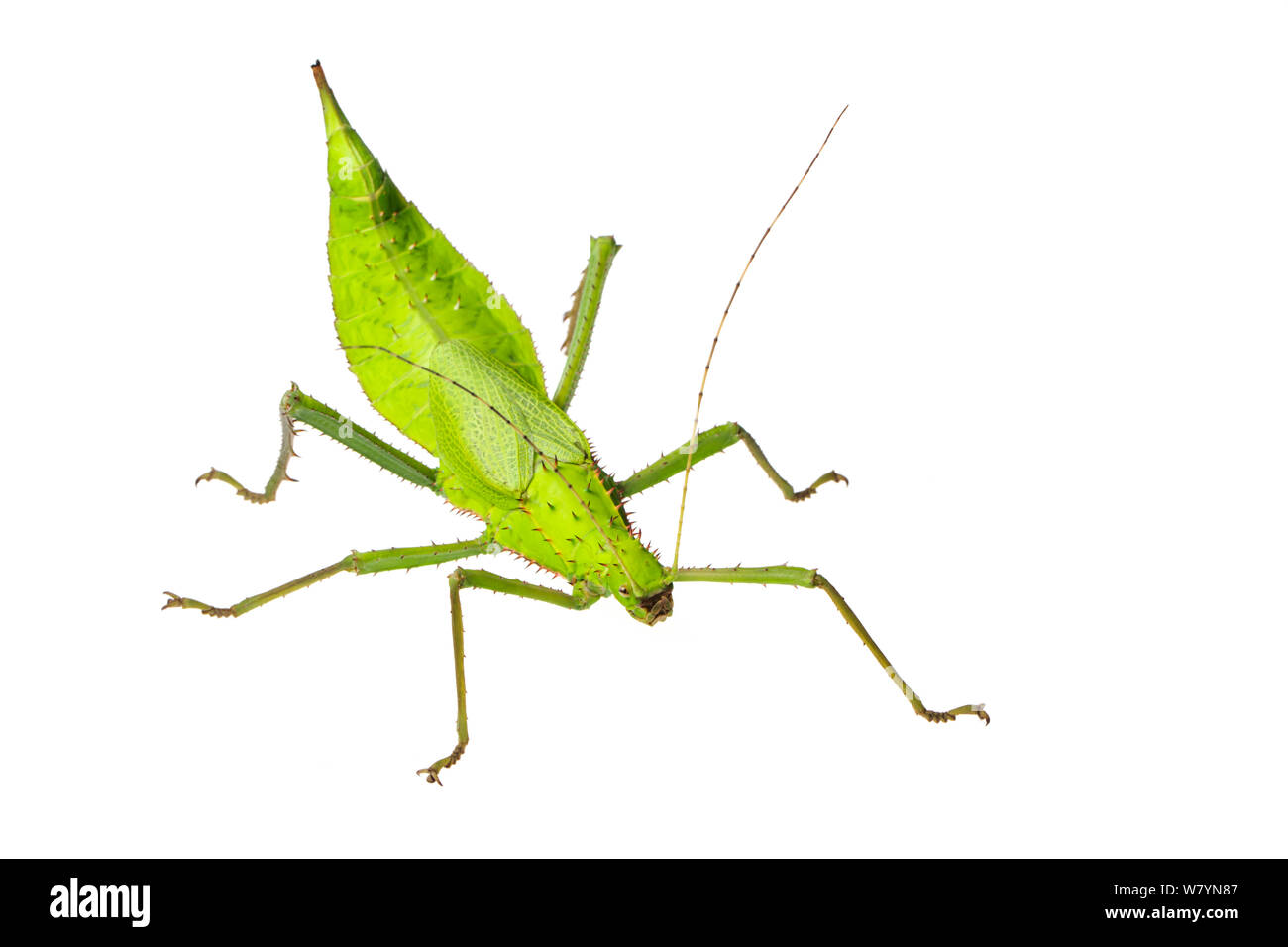 Nymphe de la jungle (femelle Heteropteryx sp.) photographié sur un fond blanc. En captivité. Se produit en Asie. Banque D'Images