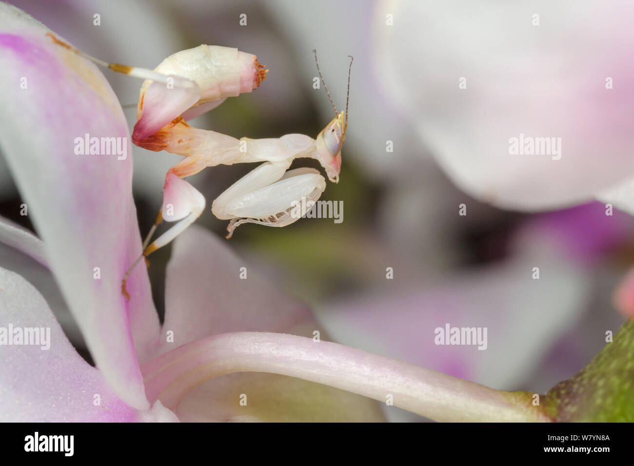 Orchid malaisiennes nymphe mantis (Hymenopus coronatus) camouflé sur une orchidée. En captivité. Se produit en Malaisie. Banque D'Images