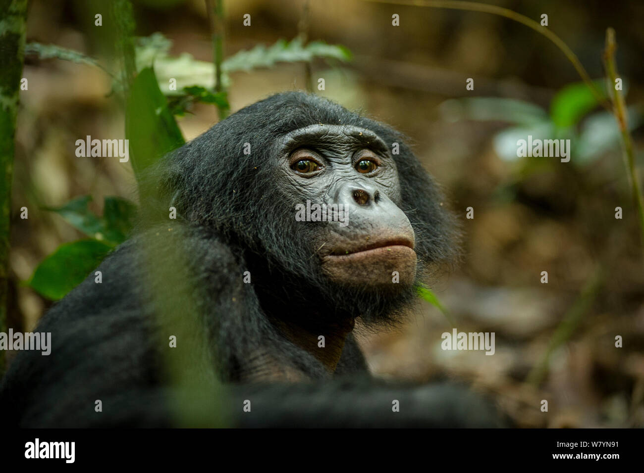 Homme Bonobo (pan paniscus) reposant sur le terrain, de recherche Max Planck, LuiKotale site, Parc National de la Salonga, République démocratique du Congo. Banque D'Images