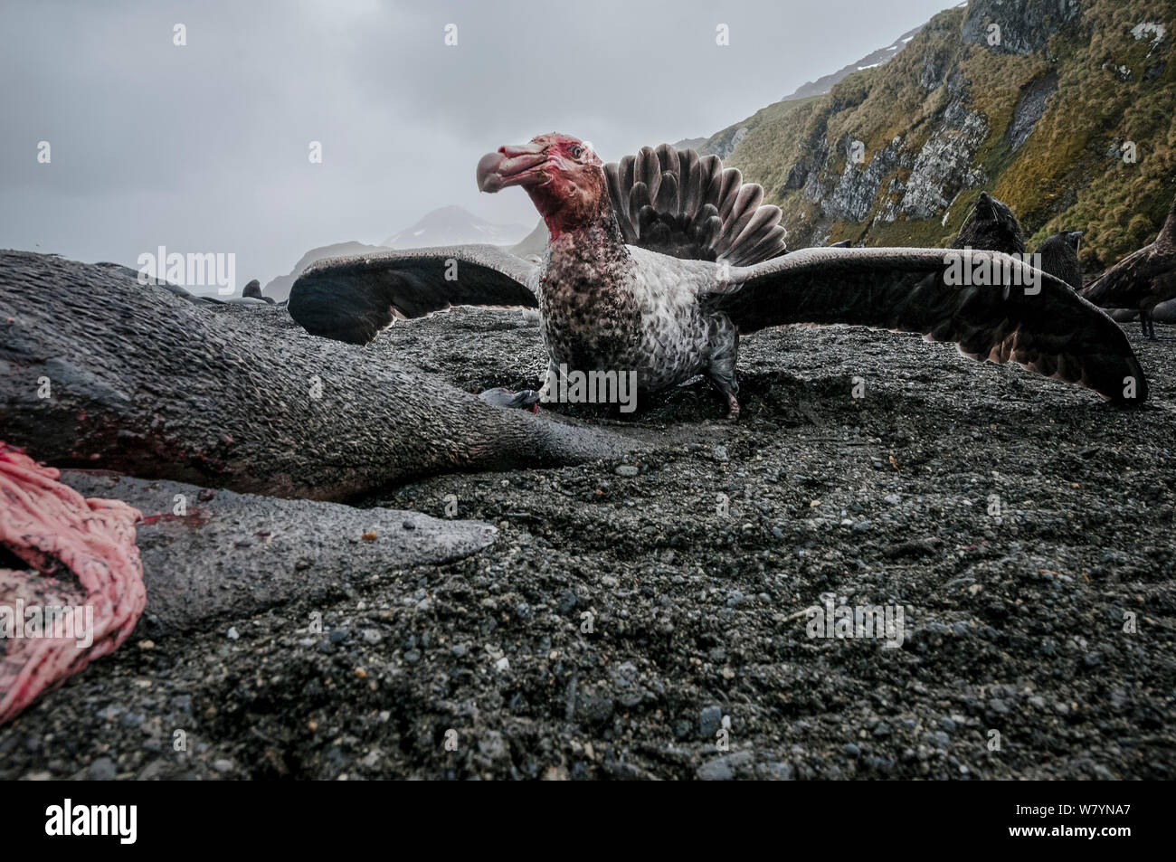 Le pétrel (Macronectes halli) se nourrissent de la carcasse d'une femme morte de la fourrure de l'Antarctique (Arctocephalus gazella) South Georgia Island. Banque D'Images