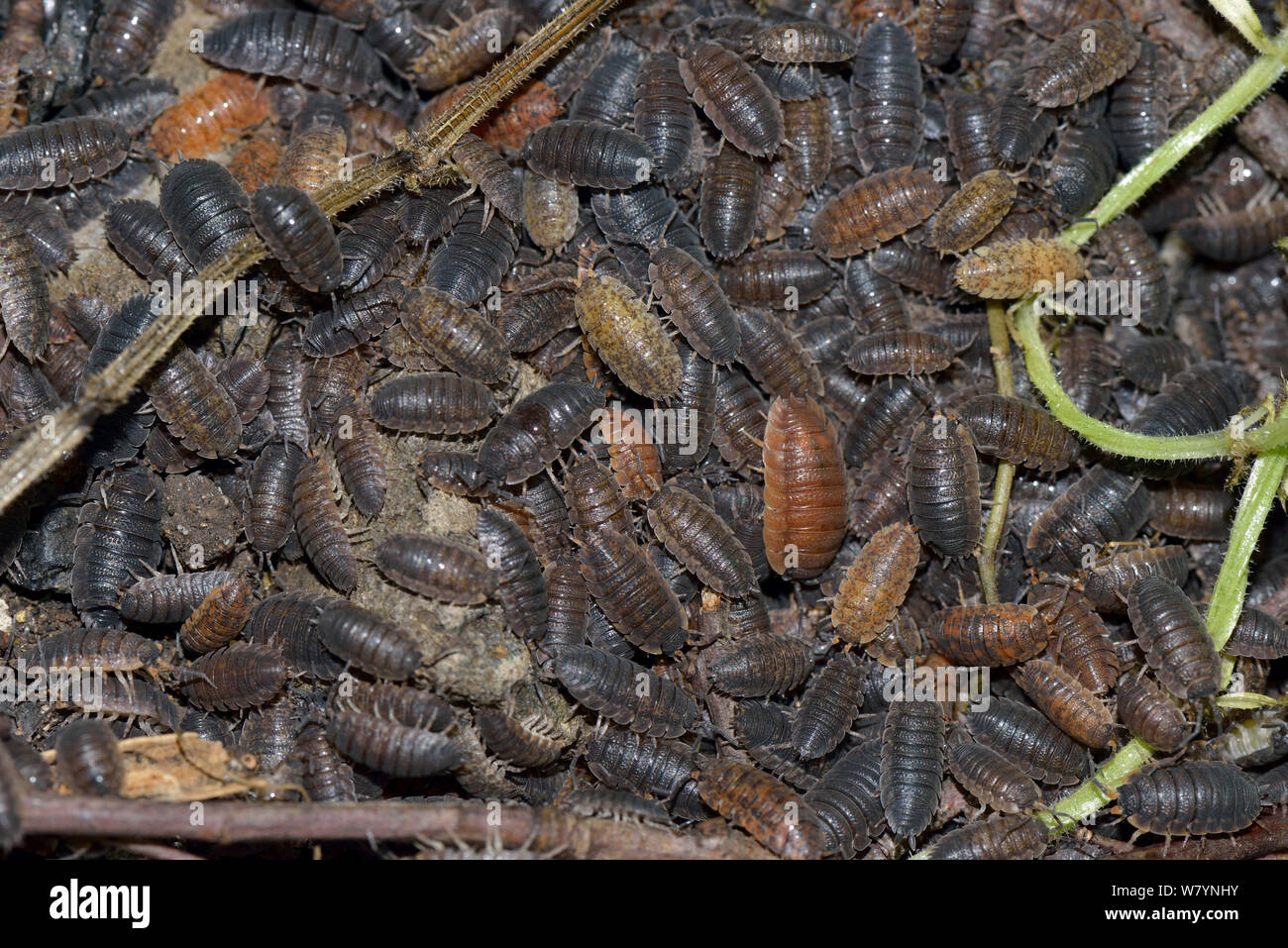 L'agrégation des cloportes communs (rugueux Porcellio scaber) dans diverses formes de couleur, Shropshire, Angleterre. De juin. Banque D'Images